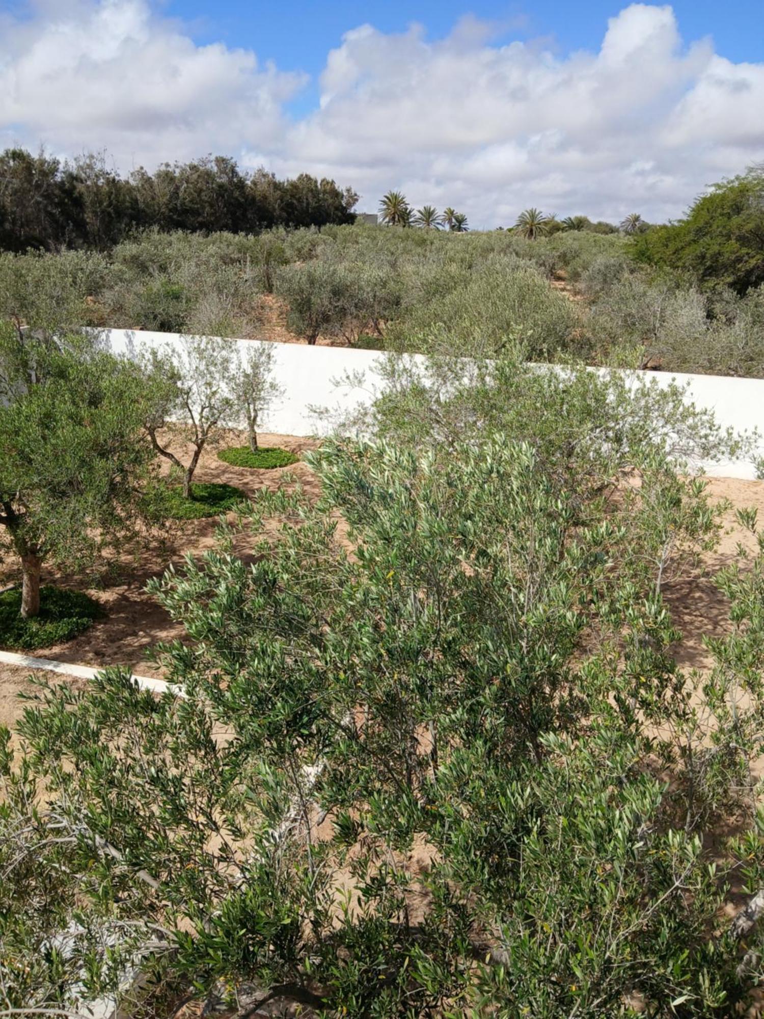Olivier Rond Point Du Rendez-vous, Midoun * Djerba